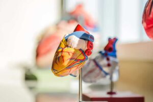 3-d model of heart